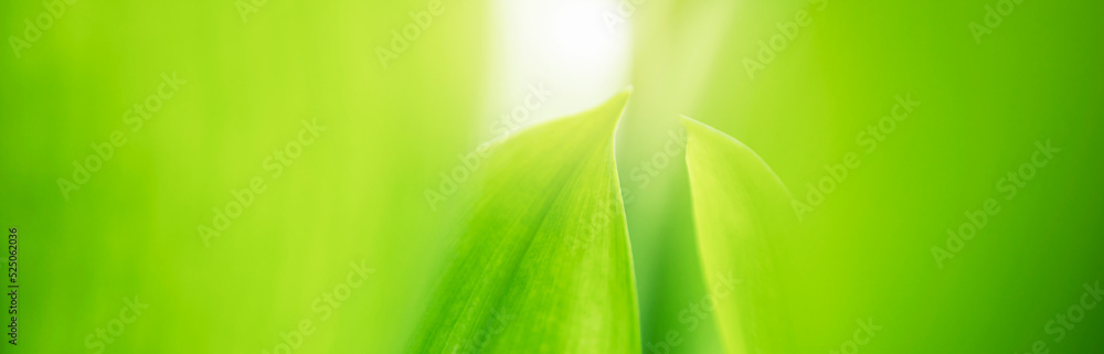 Nature of green leaf. environment ecology greenery wallpaper