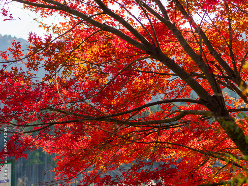 美山かやぶきの里の紅葉