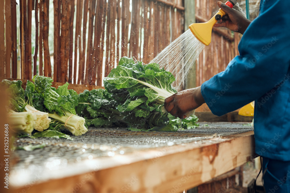 Agriculture, vegetables and farmer cleaning produce with a high water pressure garden hose. Health, 