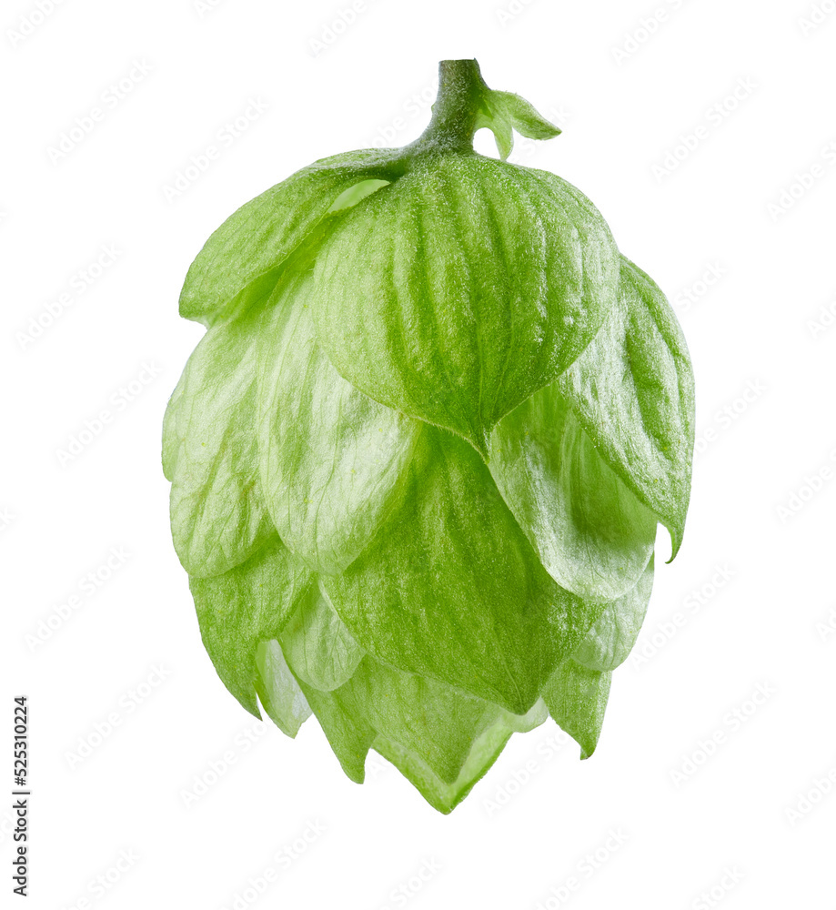 hop plant isolated