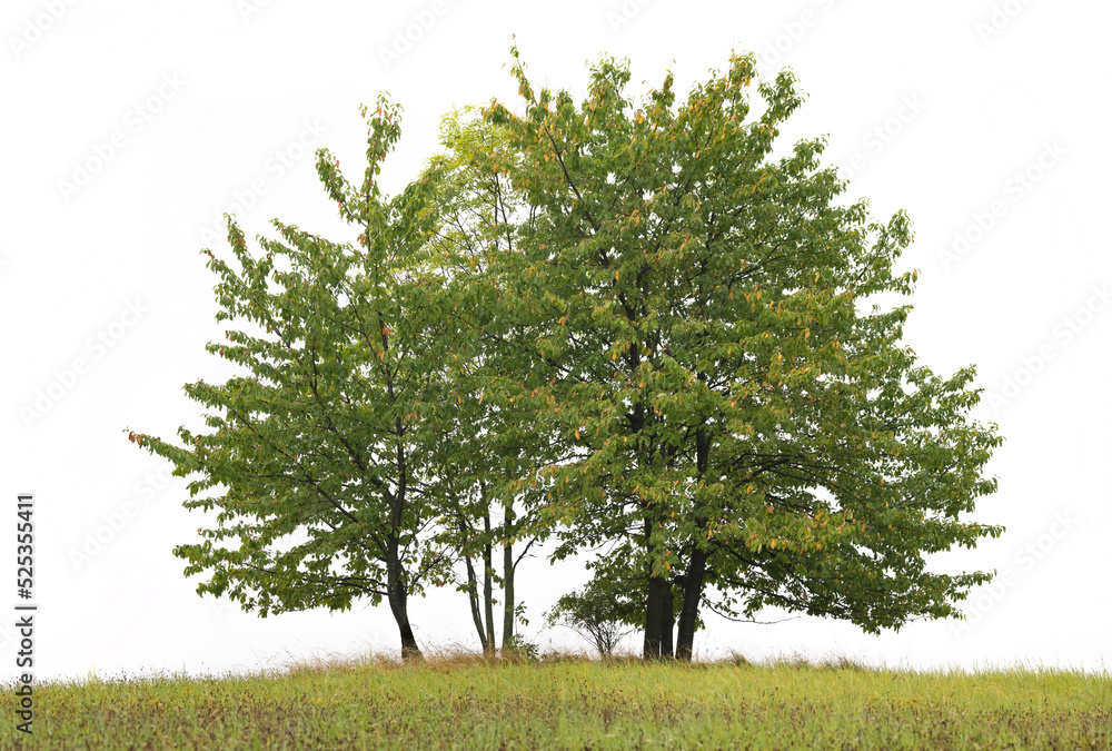 Trees on meadow isolated on white background