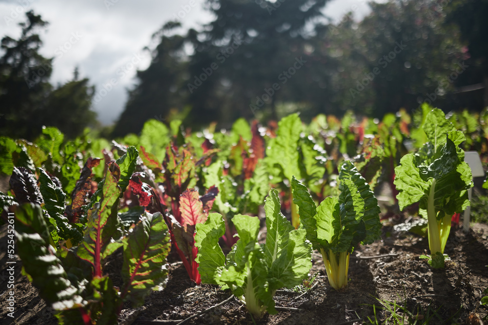 Agriculture farm land of spinach plants in the sun with leaf, soil and growth in a green eco environ