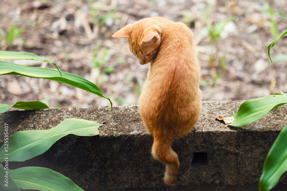 可爱的小猫在concreat上嬉戏