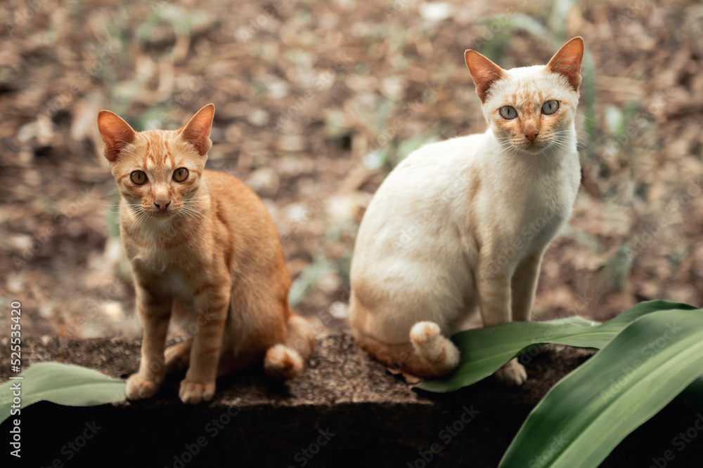 可爱的猫咪两只猫在concreat上嬉戏