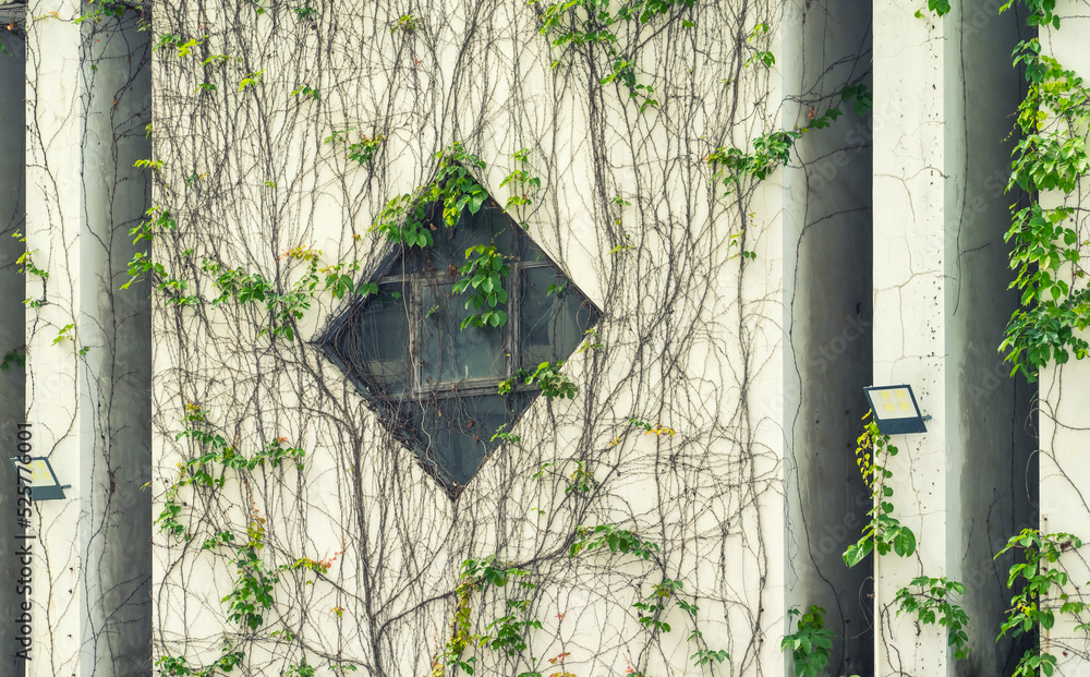 window shutter with ivy on old house wall