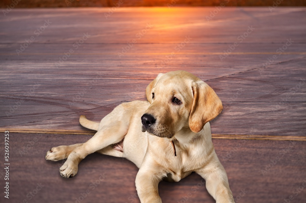 Cute dog with heat stroke symptoms lying on the ground.