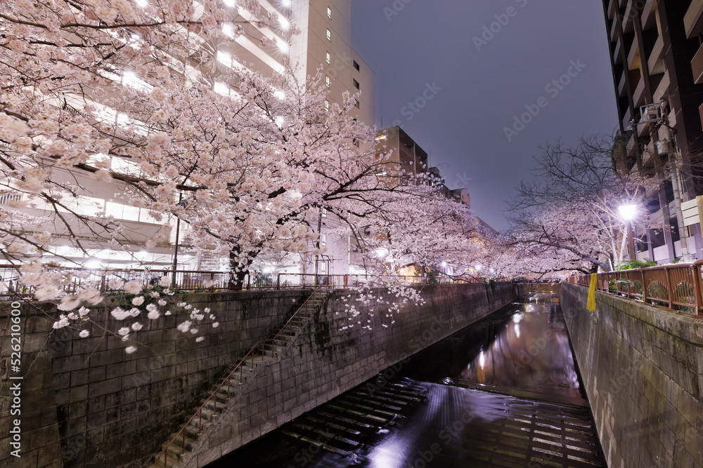 目黒川沿いの満開の夜桜