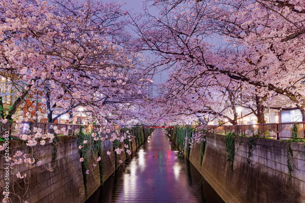 目黒川沿いの満開の夜桜