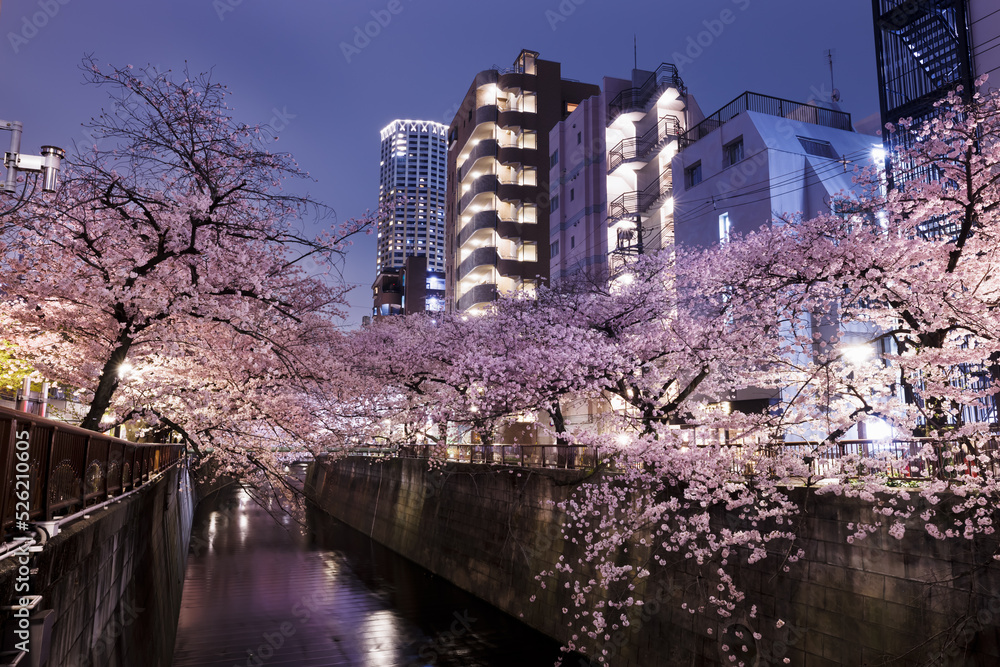 目黒川沿いの満開の夜桜