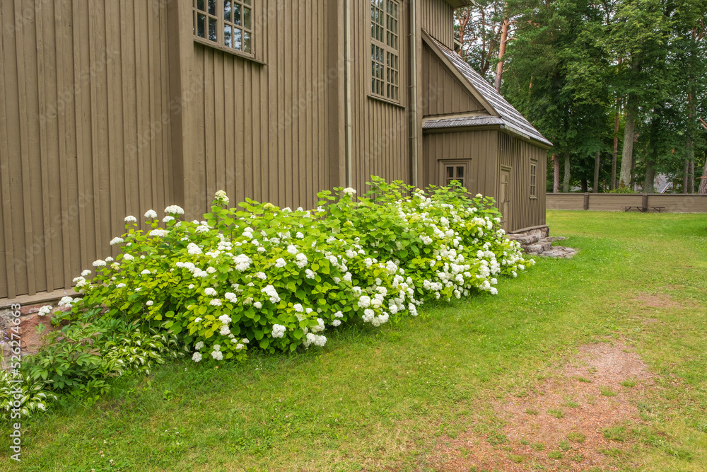 Paluse Litauen Lietuva Bezirk的Viburnum lantana wolliger Schneeball an der St.Jospephs Holzkirche