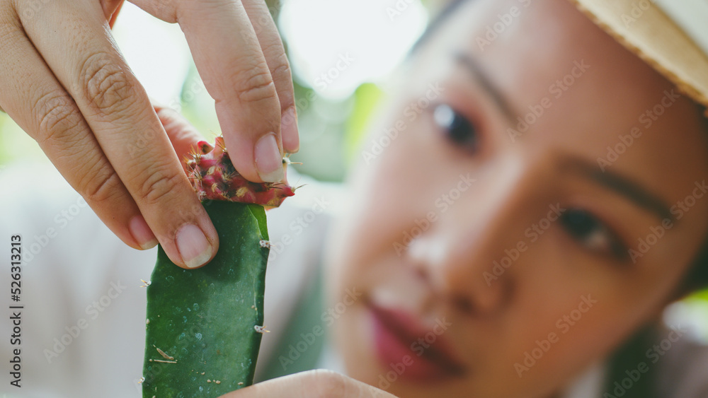 年轻的亚洲女性中小企业小企业企业家切割仙人掌进行嫁接并种植在仙人掌中