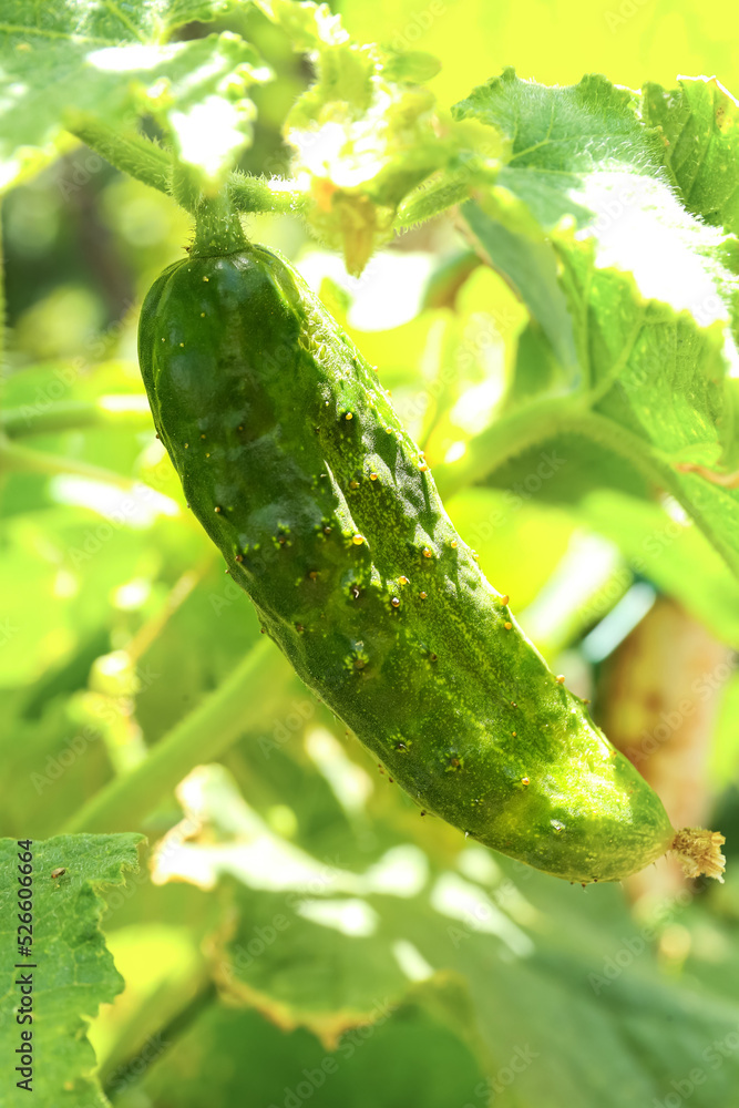 Small cucumber growing on bush in garden