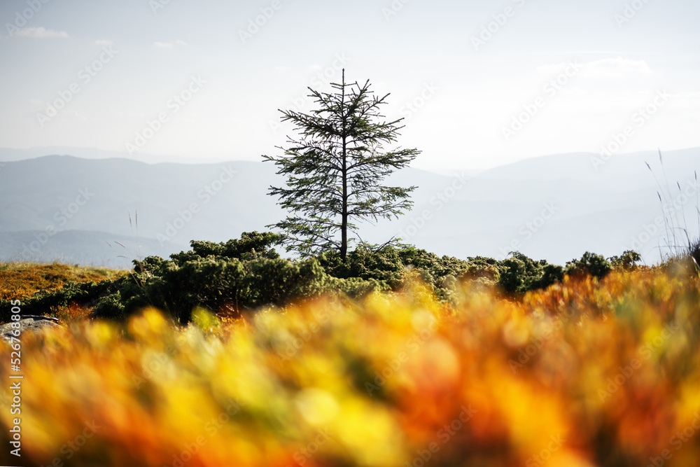 秋山草甸上孤独的冷杉树。背景是美丽的日出。风景摄影