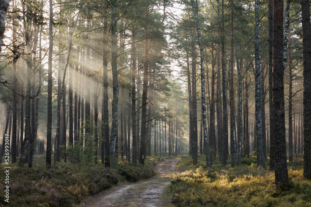 forest landscape at dawn