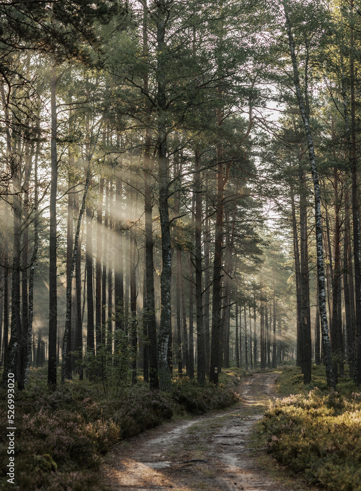 forest landscape at dawn