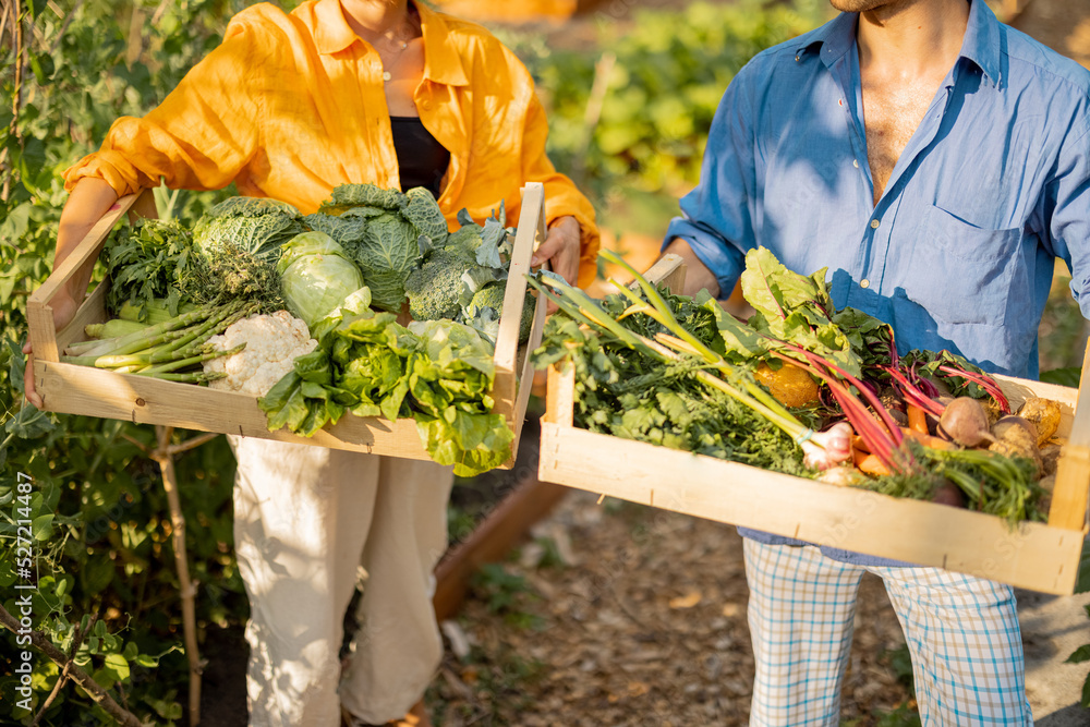 Farmers stand together with boxes full of freshly picked vegetables at local farmland. Cropped view 