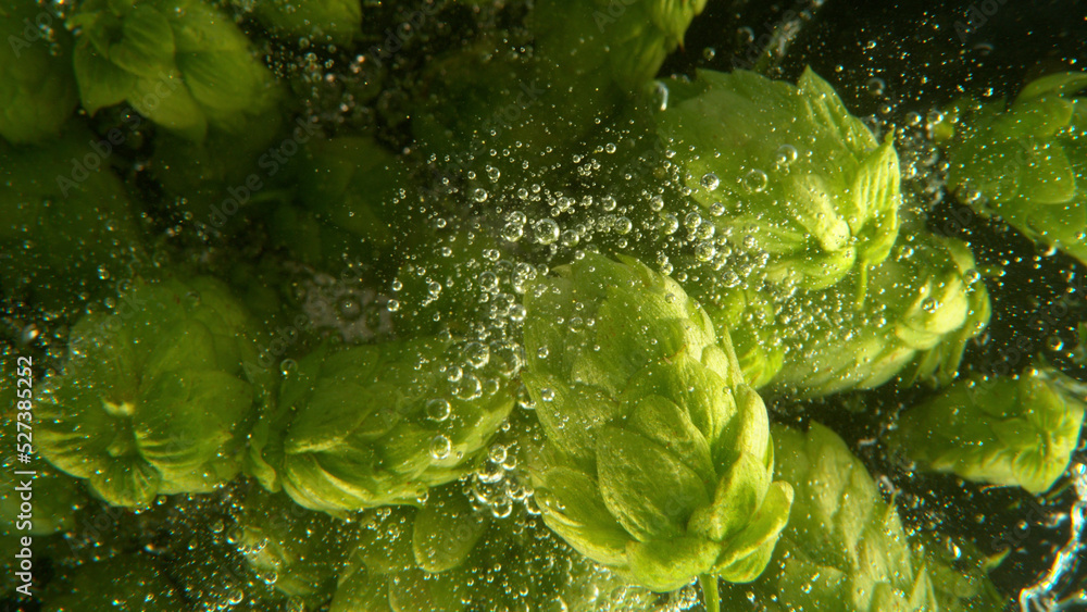 Green fresh hop cones in water for making beer.