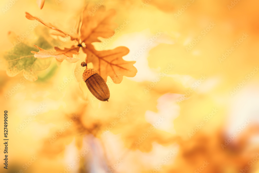 Oak tree leaves in autumn with acorn. Sunny golden background