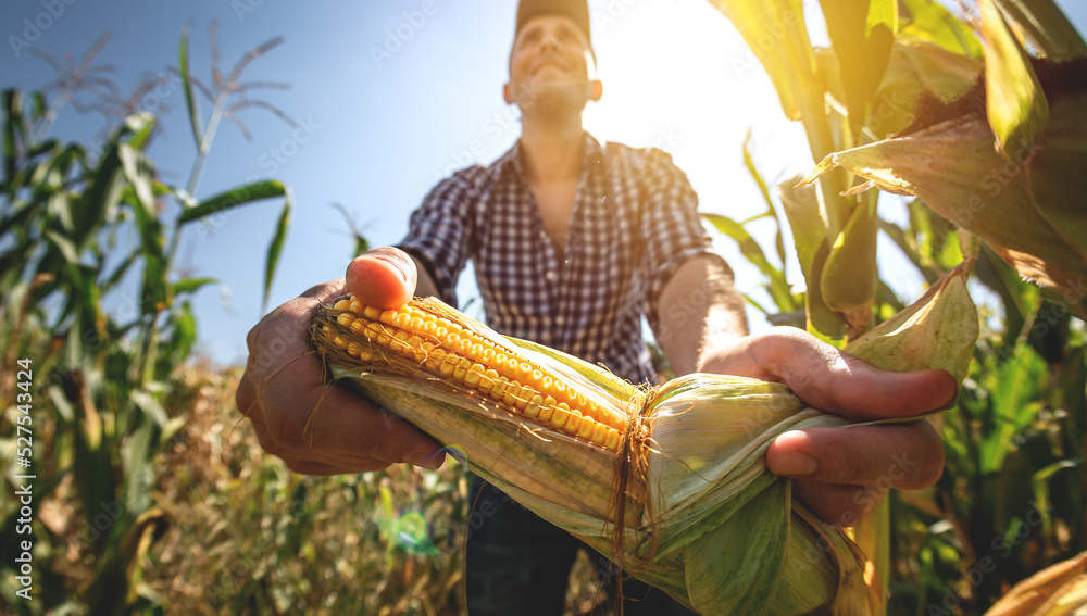 A young agronomist inspects the quality of the corn crop on agricultural land. Farmer in a corn fiel