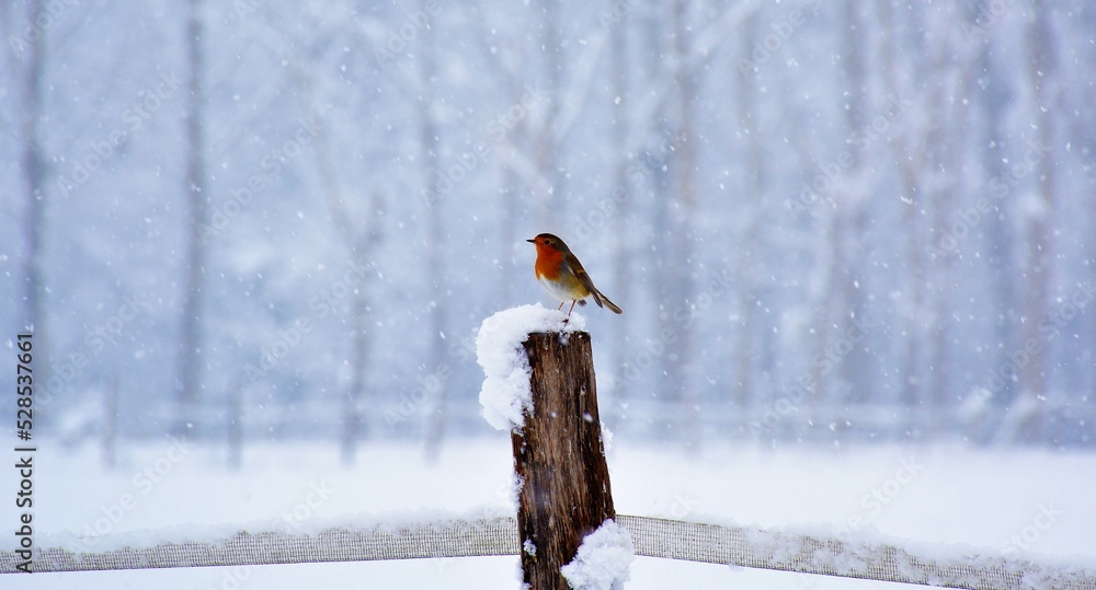 Rouge gorge sous la neige