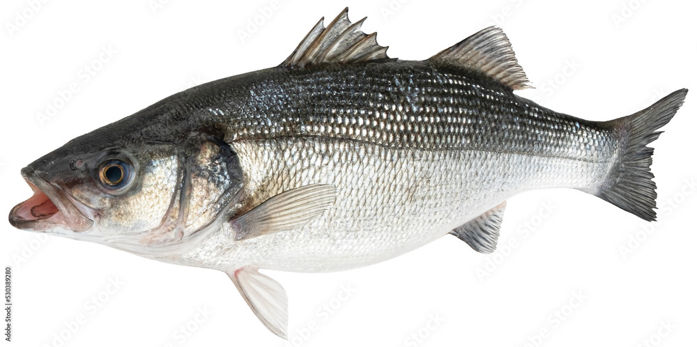 Raw sea bass, fresh seabass fish isolated