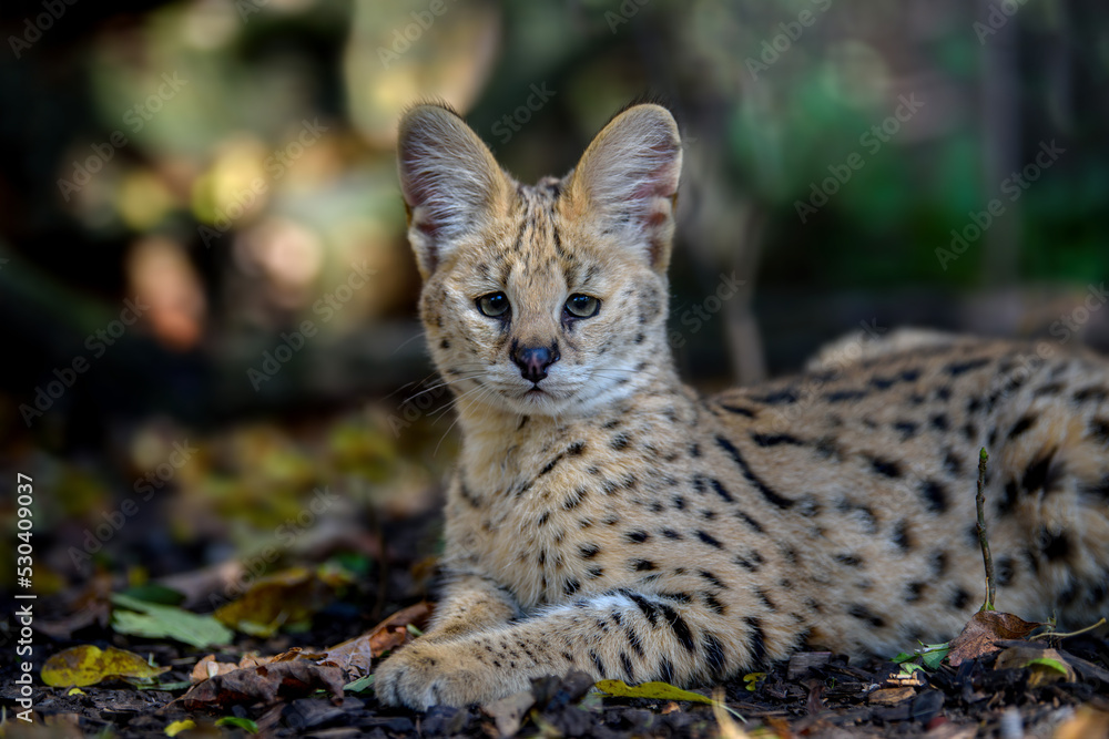 近距离观察幼猫（Felis serval）。大自然中的野生动物场景。