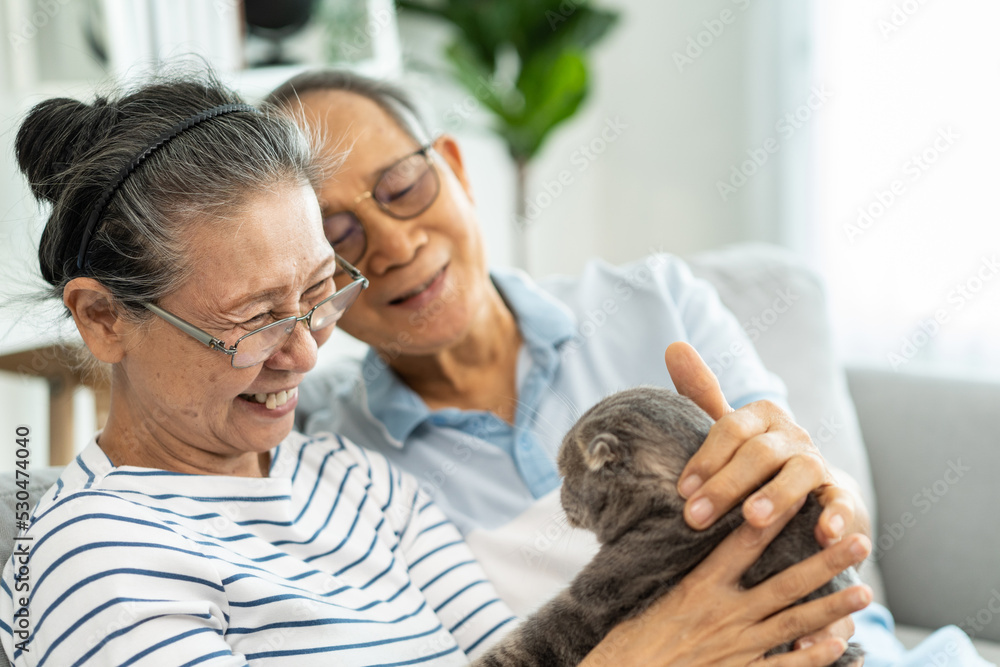 Asian senior couple stroking and play with domestic cat in living room