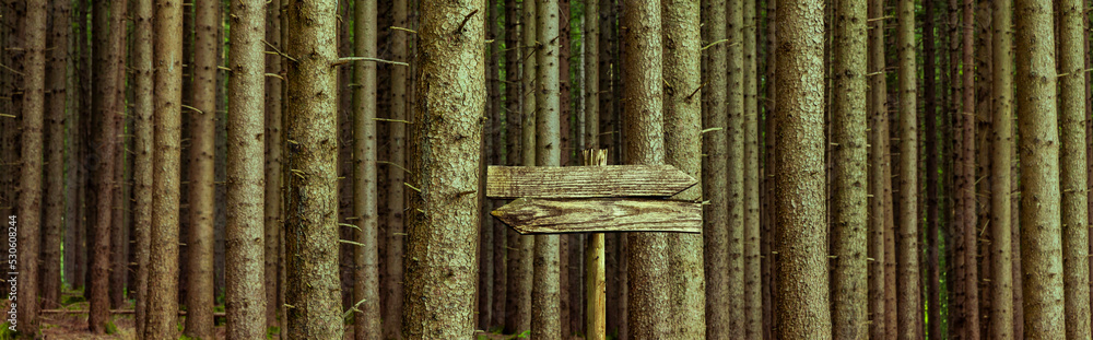 Baumstämme im Wald mit Holzschild