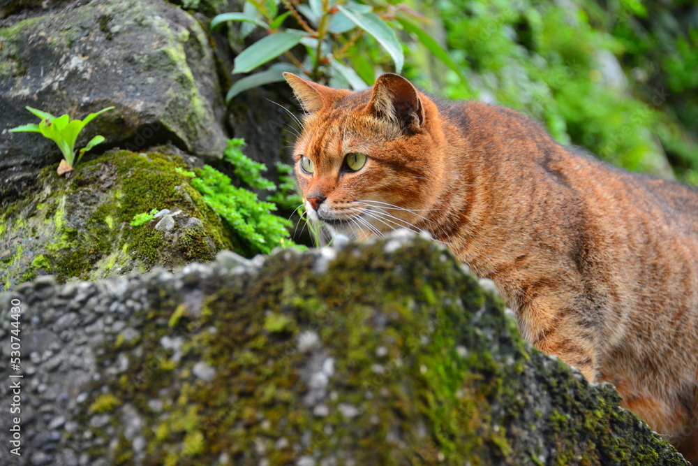 一只站在墙上的虎斑猫聚精会神地盯着前方。后童猫村。CNN推荐为