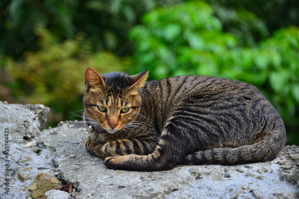 一只虎斑猫直视前方。后童猫村。被美国有线电视新闻网推荐为六大猫科动物之一