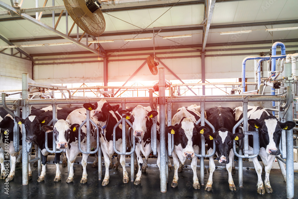 Cow hangar of milk farming. Production dairy animal eating.