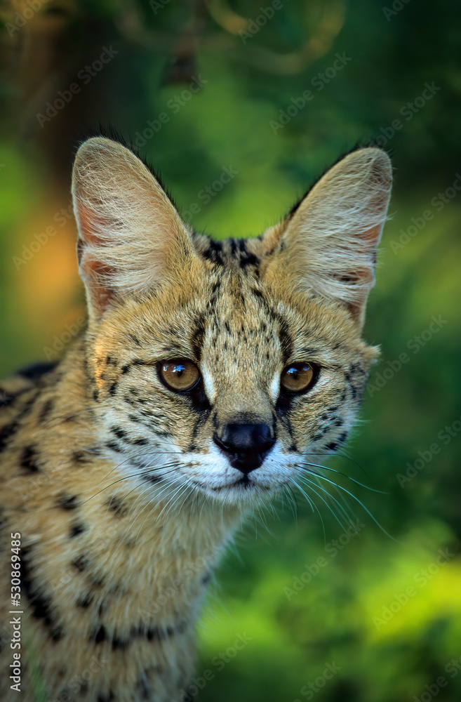 Serval Portrait（Leptilurus Serval）。大圣卢西亚湿地公园。夸祖鲁-纳塔尔。南非。