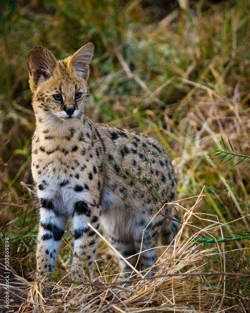 Serval {Leptailurus Serval}. Northern Tuli Game Reserve.  Botswana