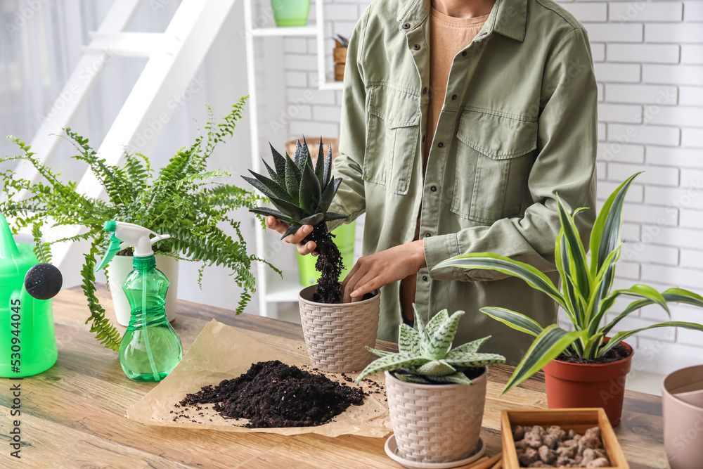 妇女在家里移植室内植物