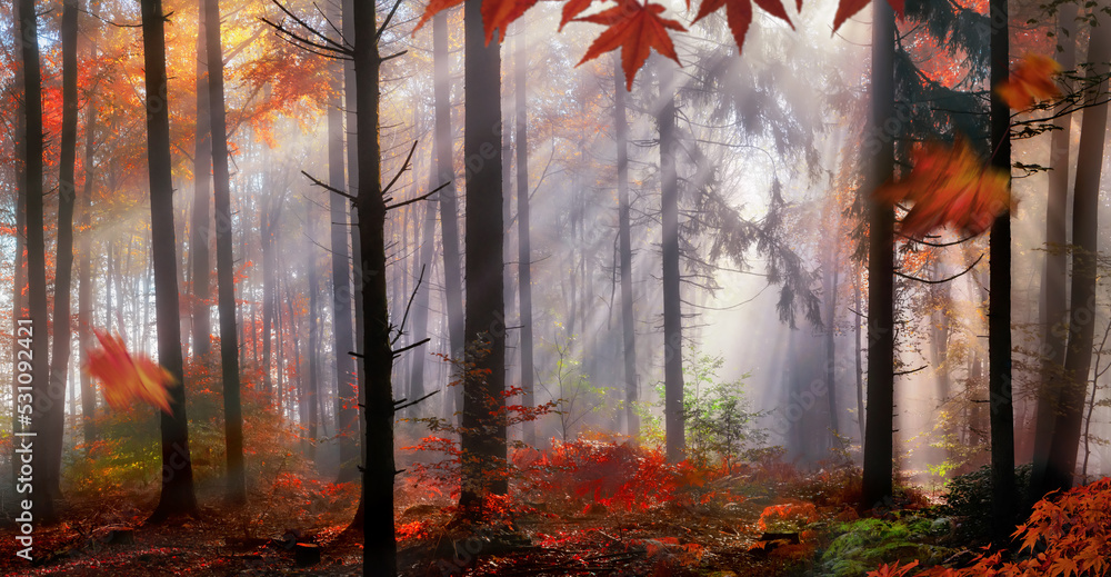 Magical autumn scenery in a dreamy forest, with rays of sunlight beautifully illuminating the mist a