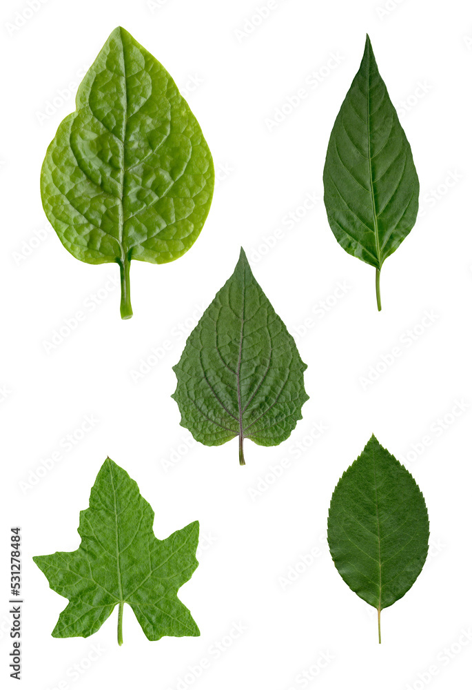 variety of leaves, isolated on transparent background, png 