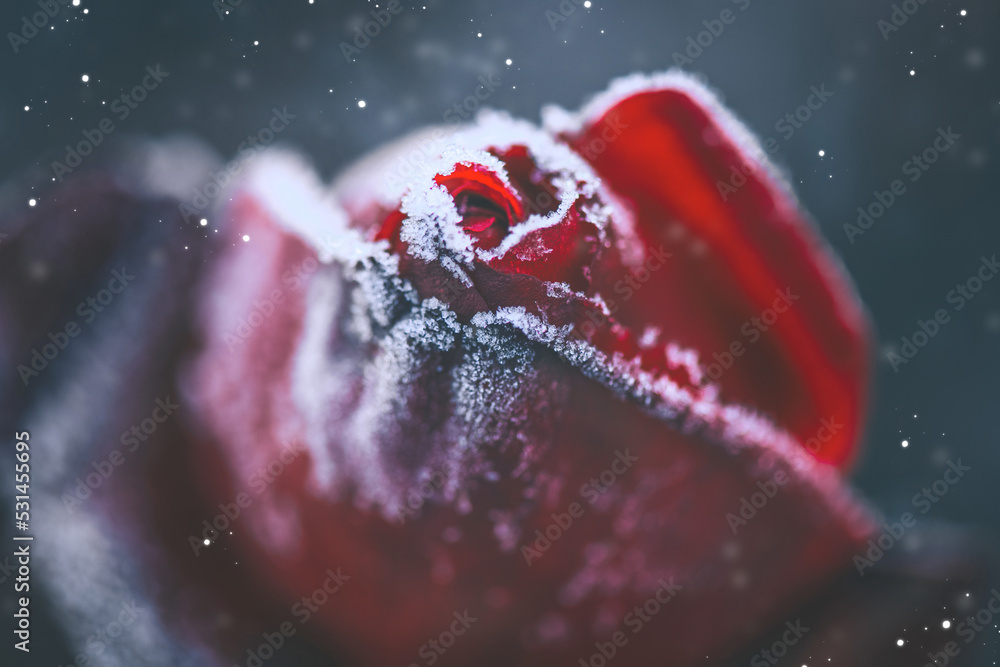 Beautiful frozen red rose close up. Dark winter rose art design with snow, soft focus. Beauty flower