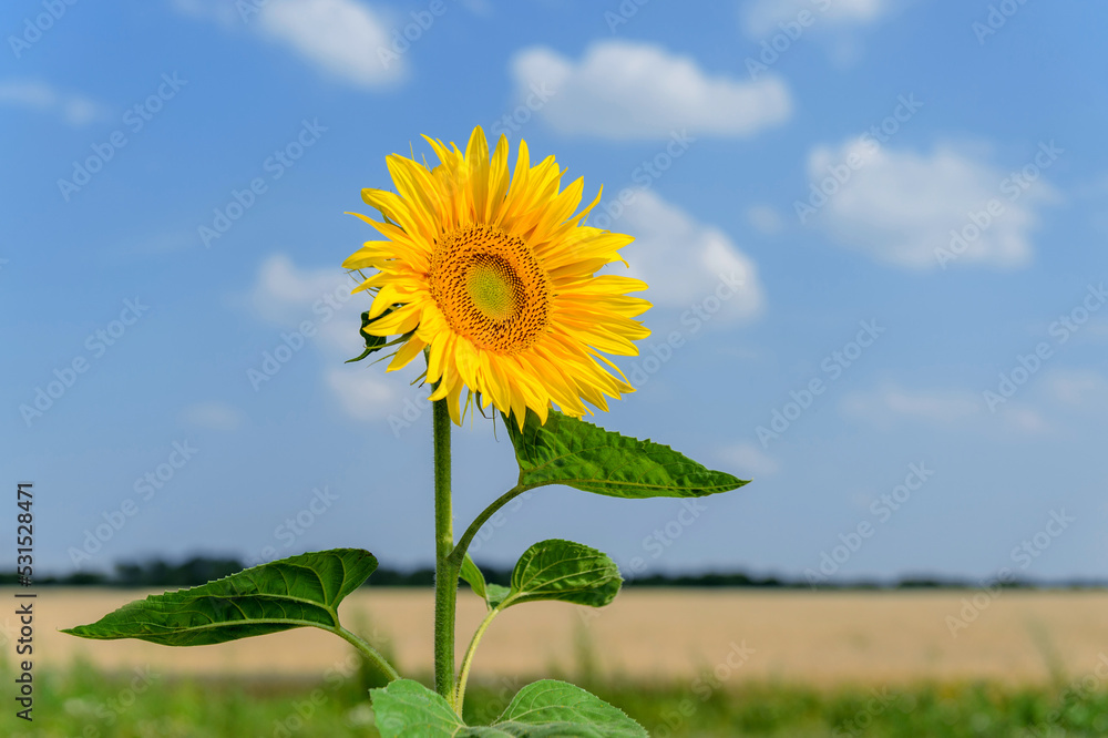 Close up Sunflower on the side of the road