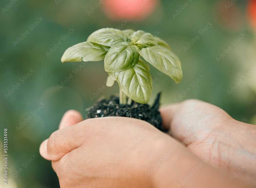 地球日，植物和土壤在手，生长在手，促进生态农业的可持续发展