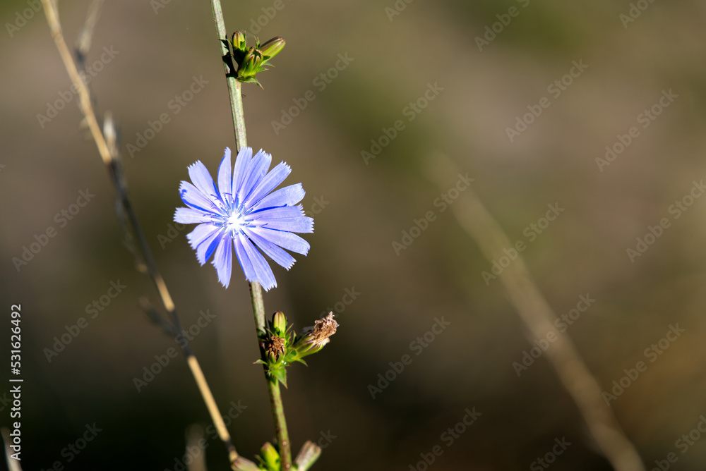 Purple wild flower in bright sunlight at rural village Kleinandelfingen, Canton Zürich, on a sunny s