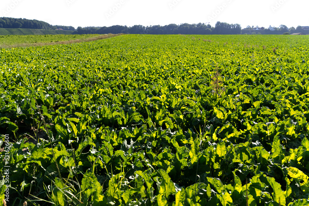 Sugar beet field at rural village Kleinandelfingen, Canton Zürich, on a sunny summer day. Photo take