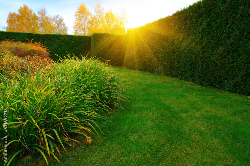 Autumn garden with green grass, trees and plants