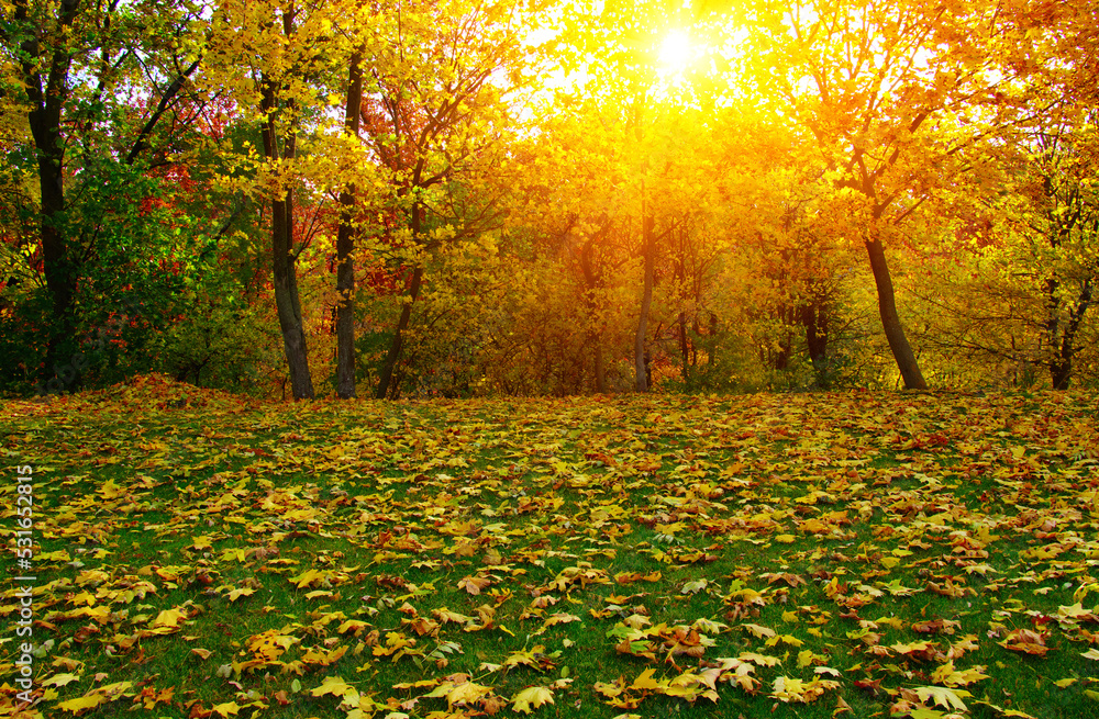 Autumn leaves on green grass