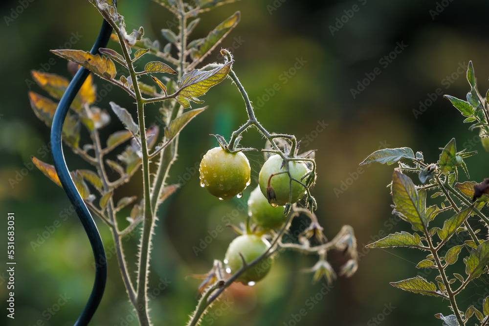 Unripe green tomato plant in organic farm. Vegetable garden