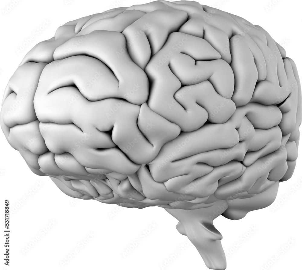 Image of 3d human brain