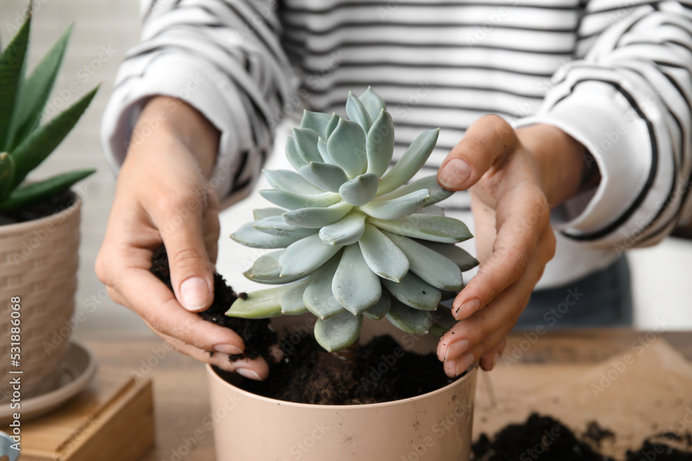 Woman transplanting succulent plant at home, closeup