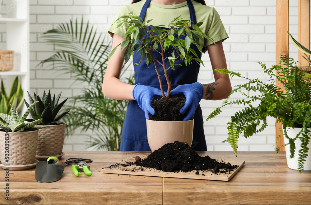 妇女在家移植榕树