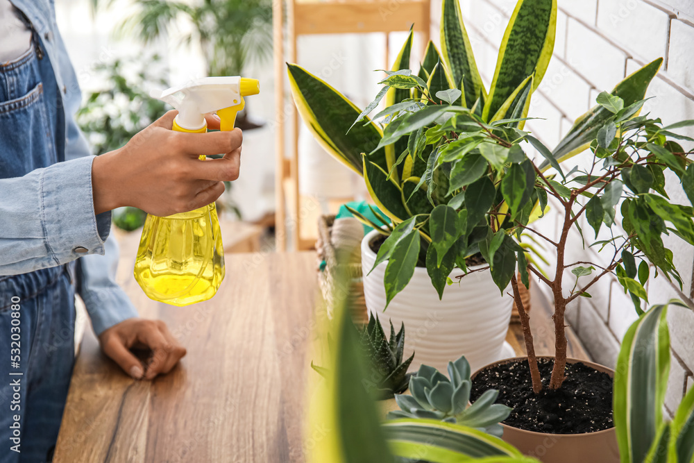 妇女在家里向餐桌上的室内植物喷水