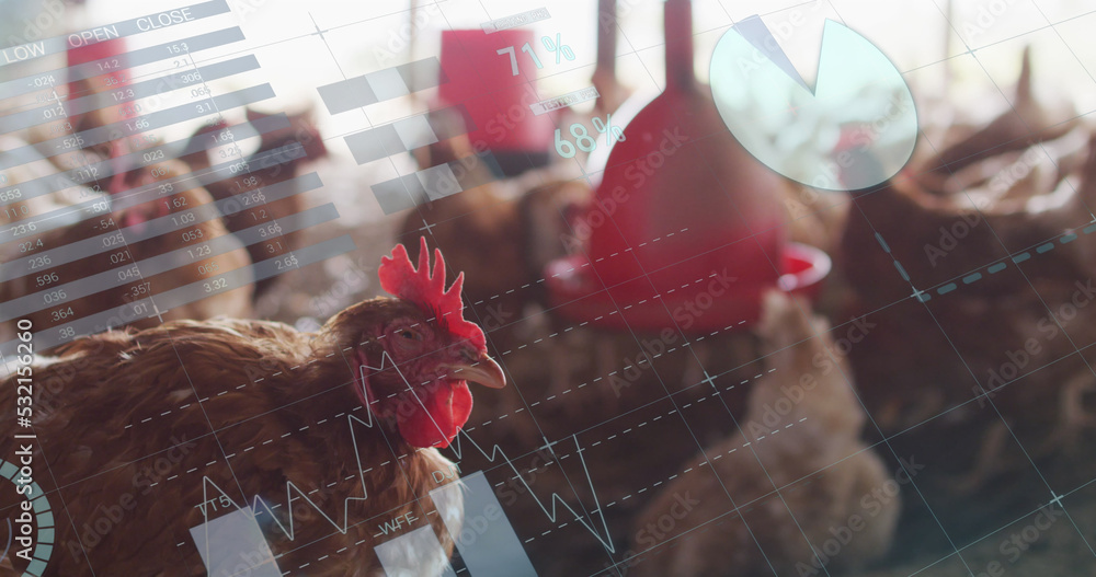 Image of financial data processing over chickens at farm