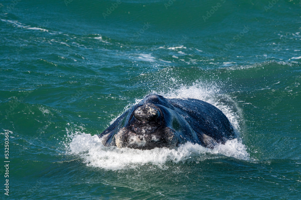 南露脊鲸（Eubalaena australis）成年后出现胼胝质。Hermanus，鲸鱼海岸，Overber